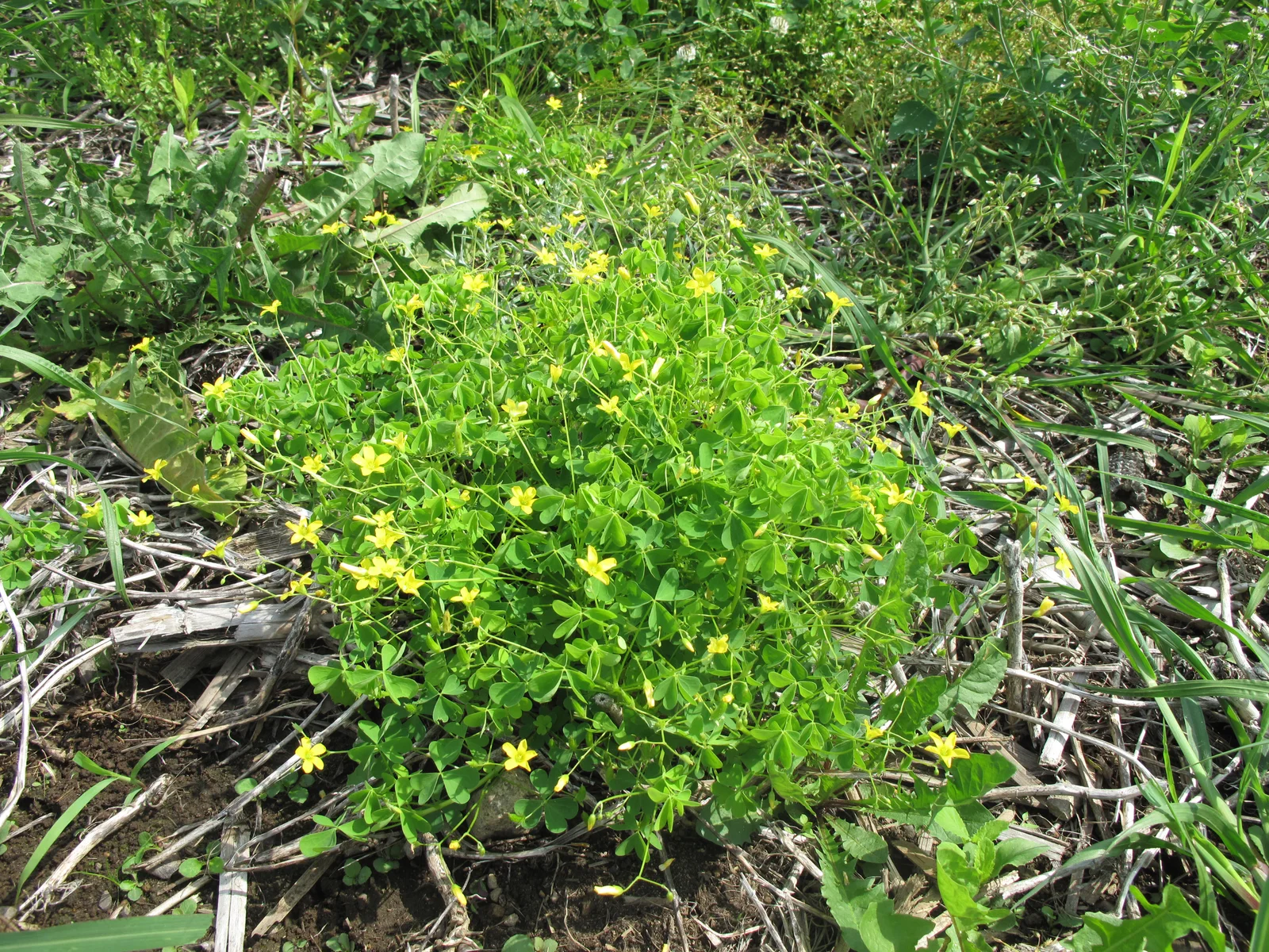 Oxalis stricta