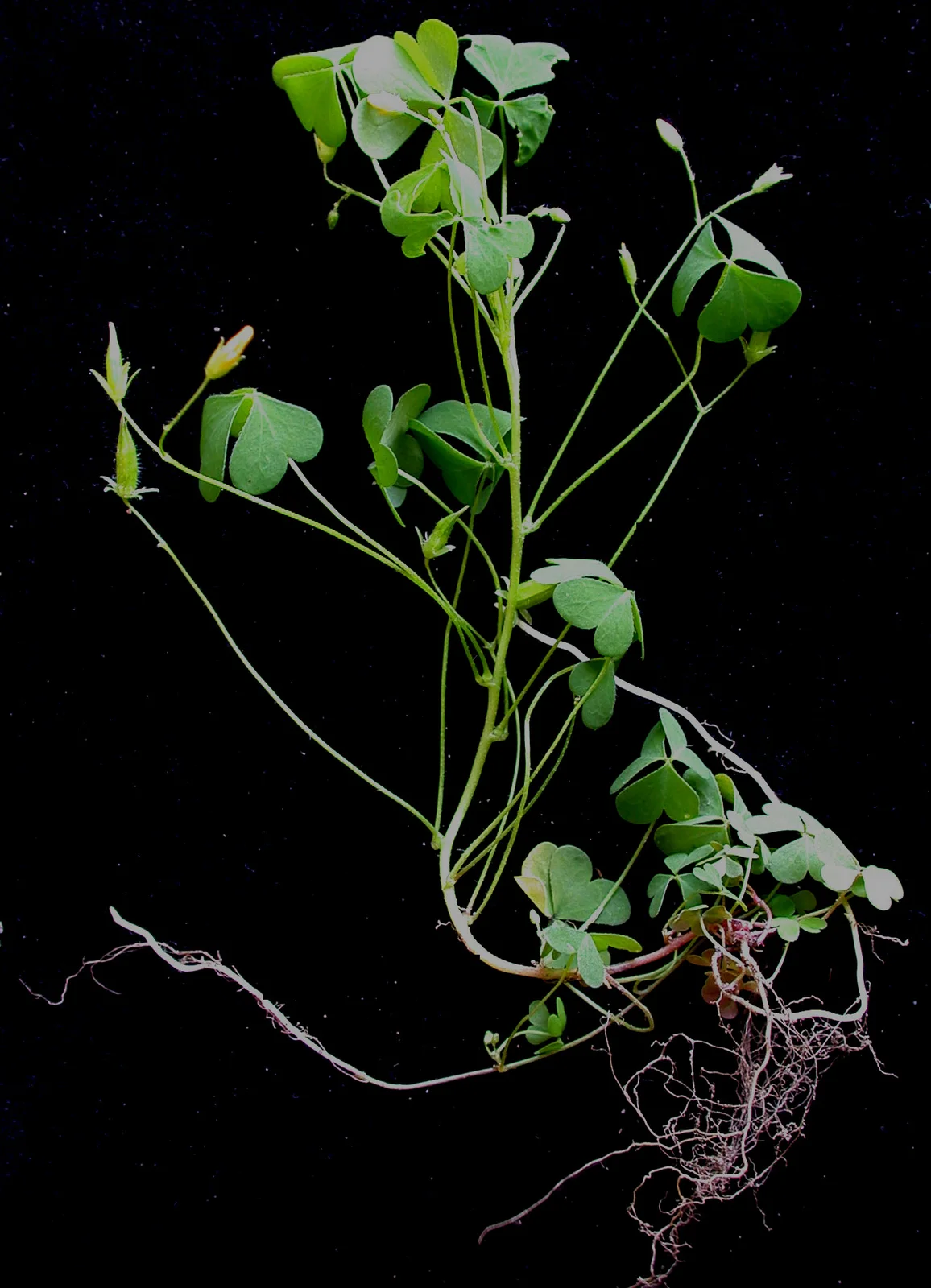 Oxalis stricta