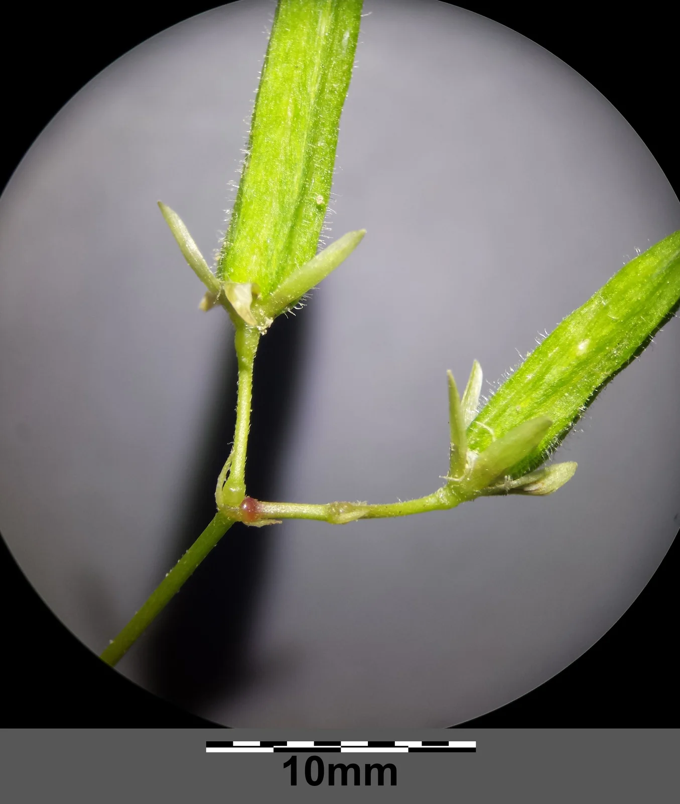 Oxalis stricta sl4