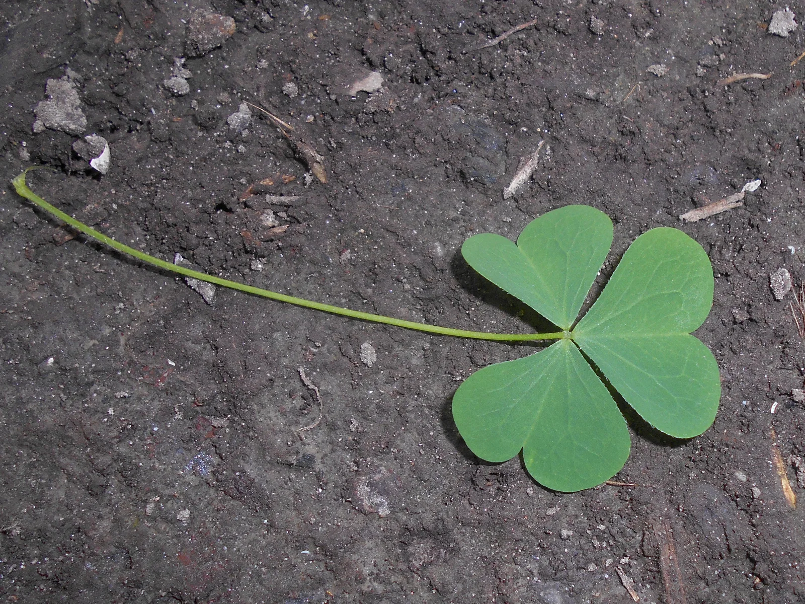 Oxalis stricta 2017-07-23 3504