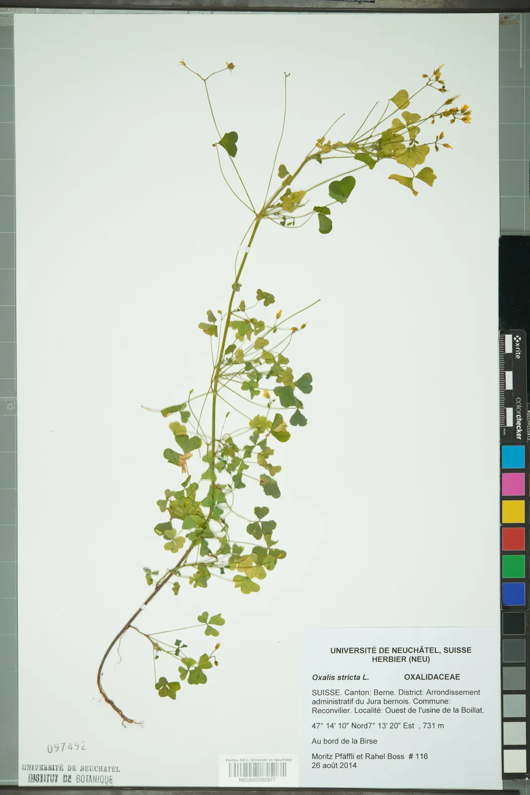 Neuchâtel Herbarium - Oxalis stricta - NEU000092977