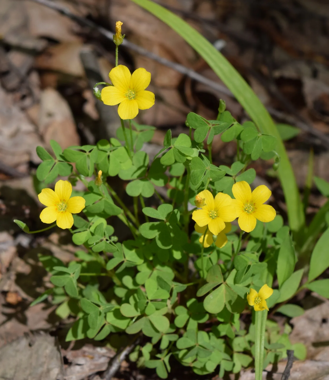 Oxalis stricta UMFS 1