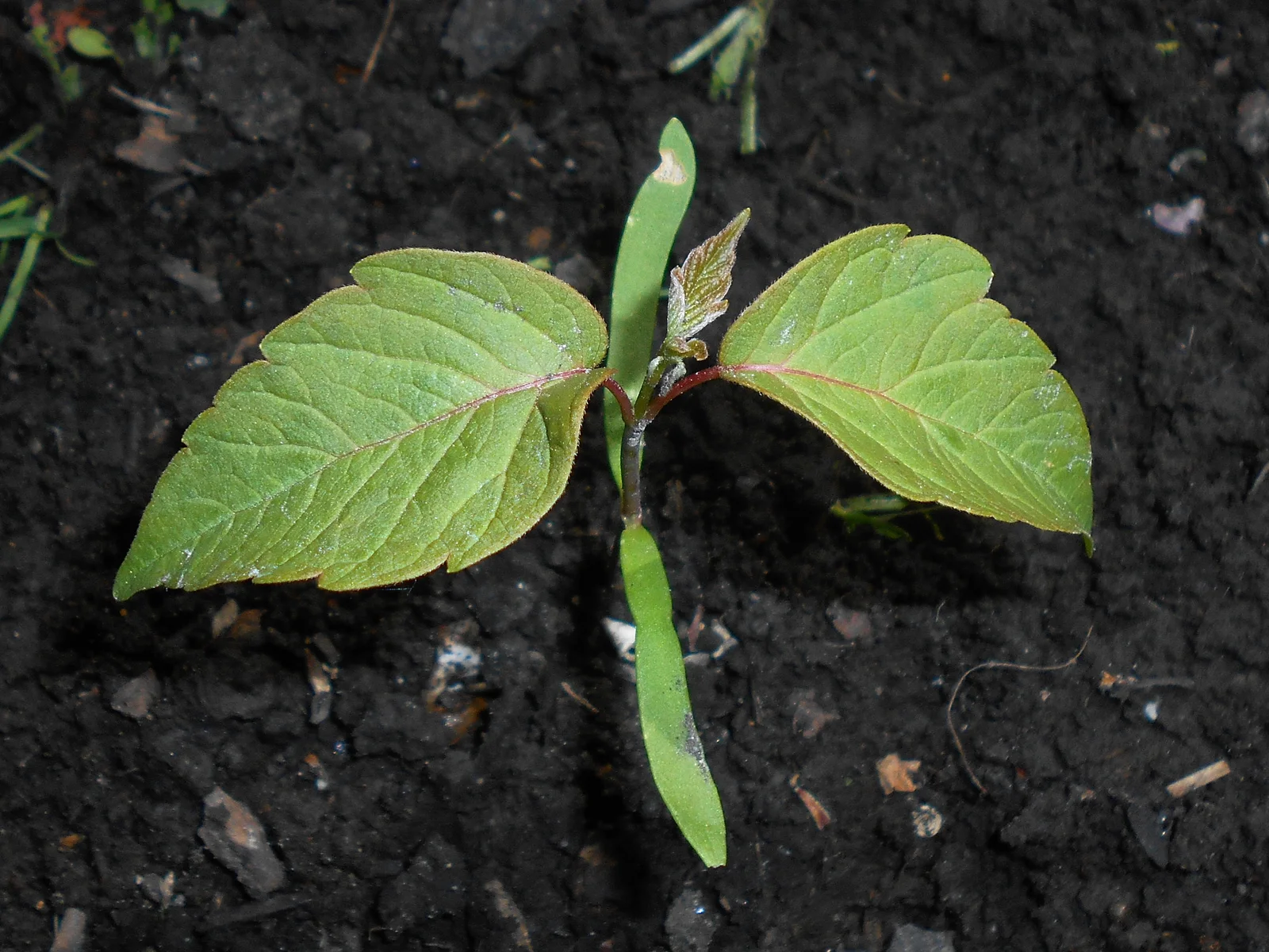 Клён ясенелистный