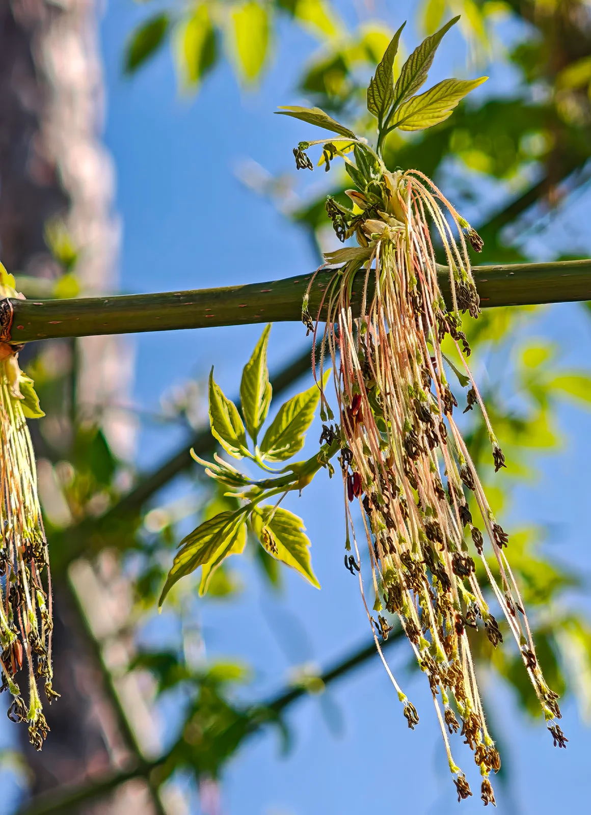 (MHNT) Acer negundo - Male inflorescence