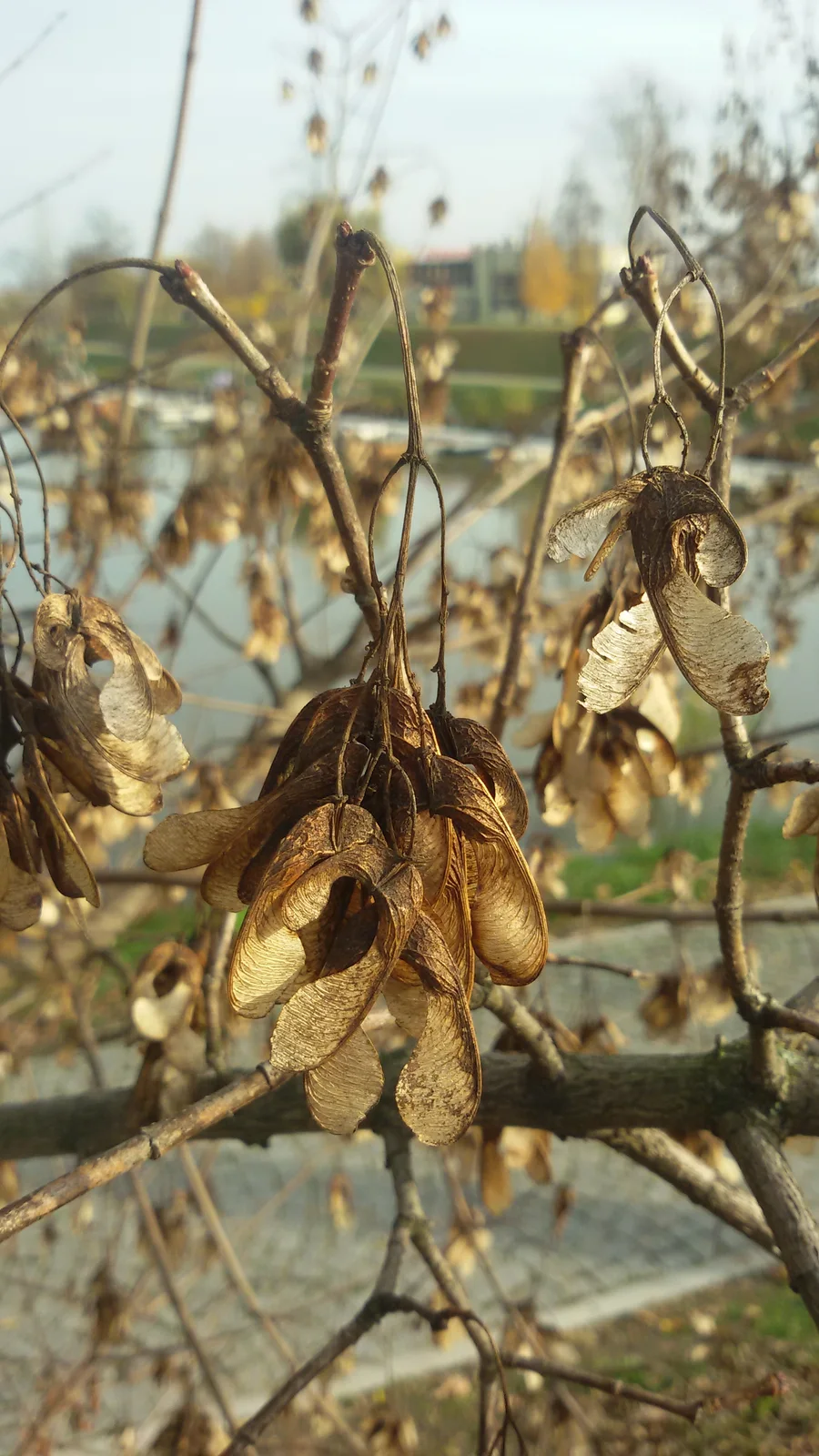Fruits of box elder (Acer negundo)