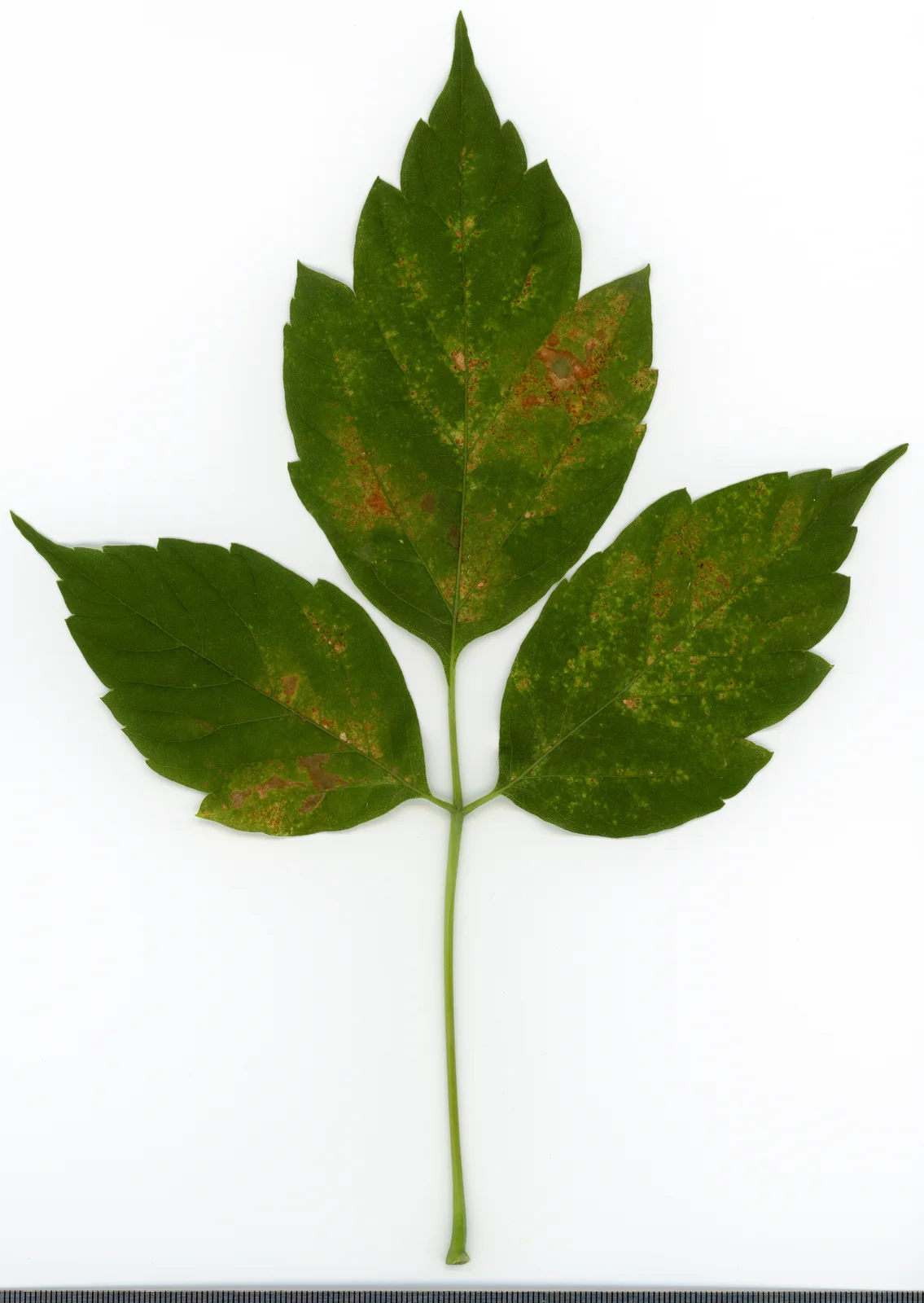2020 year. Herbarium. Acer negundo. img-001