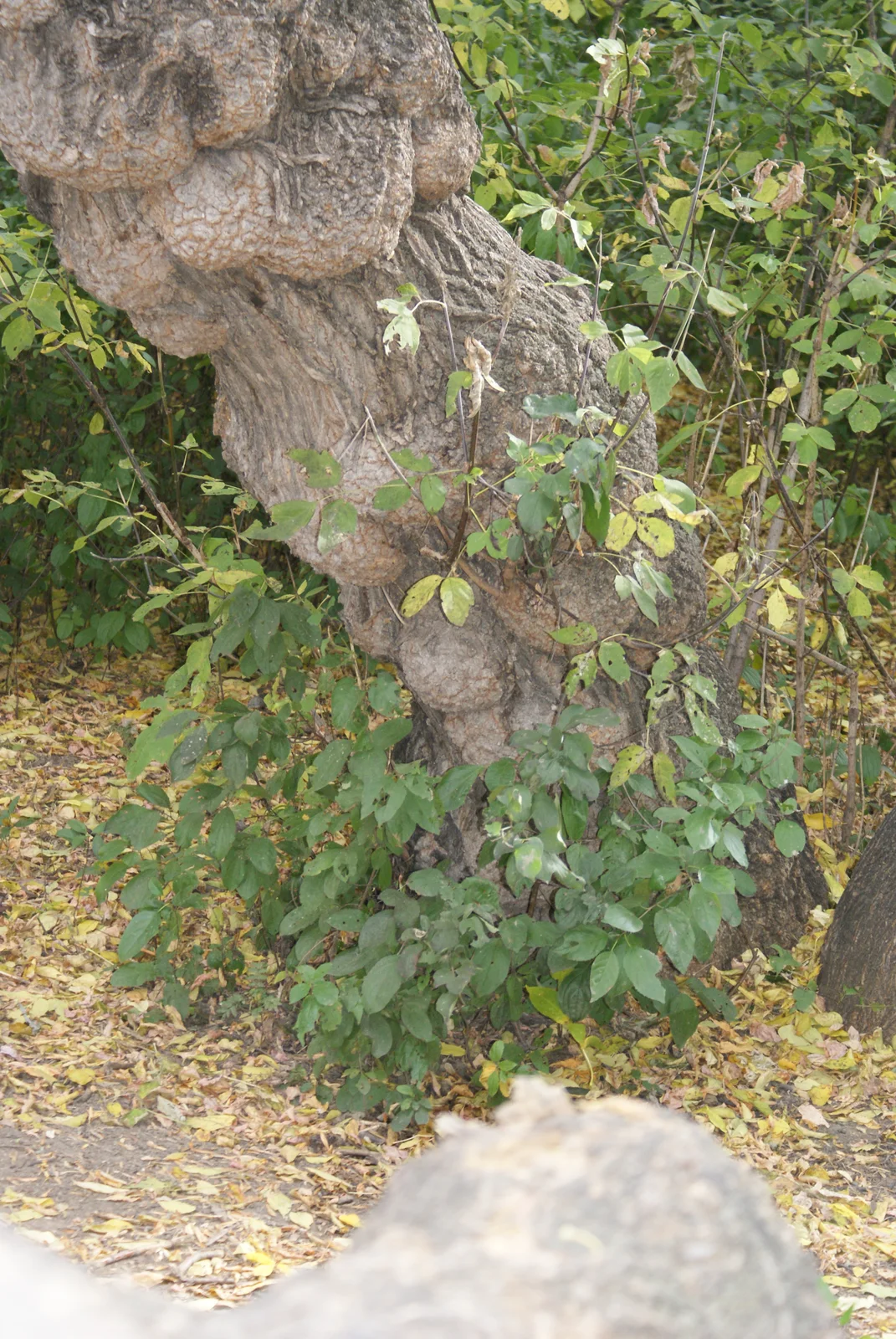 Acer negundo trunk Saskatoon 2