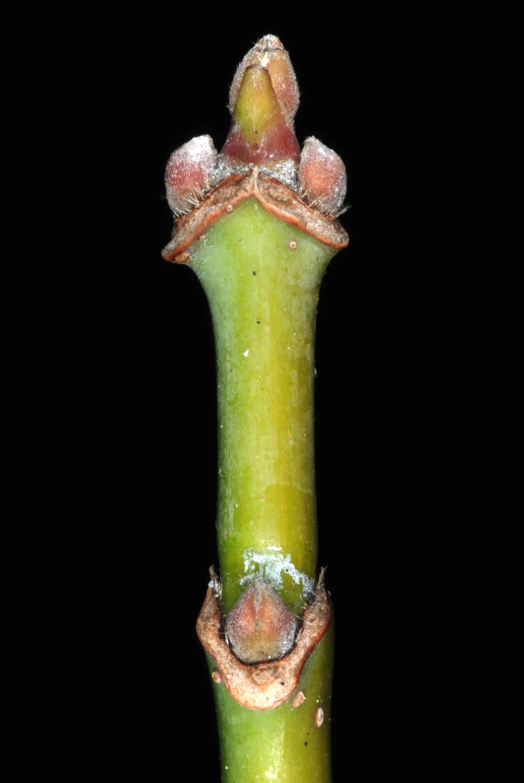 Acer negundo winter twig3