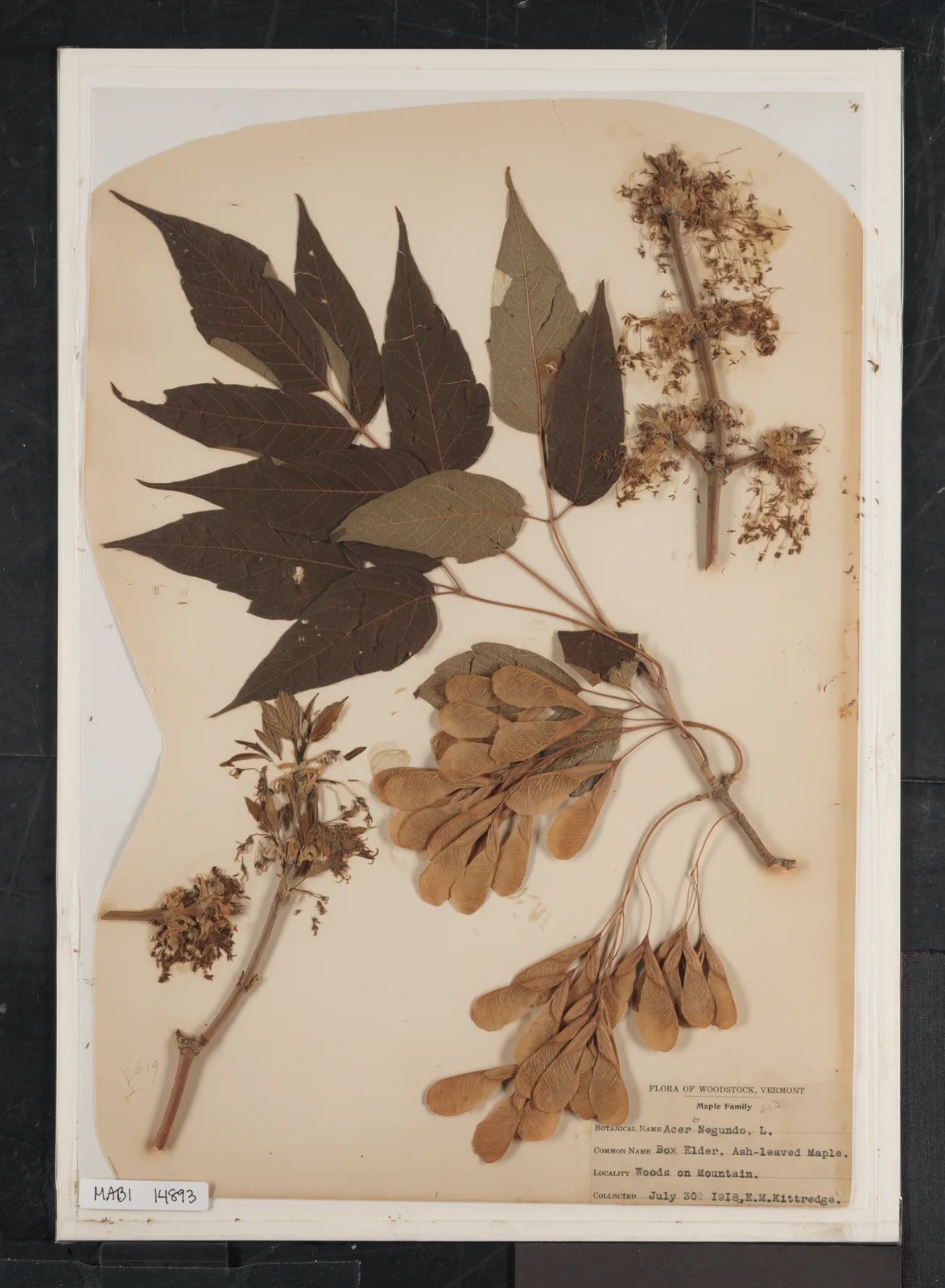 Acer Negundo (Box Elder. Ash Leaved Maple.) in Billings-Kittredge Herbaria (ae316d6a-1c72-4967-beb2-ca011f667608)