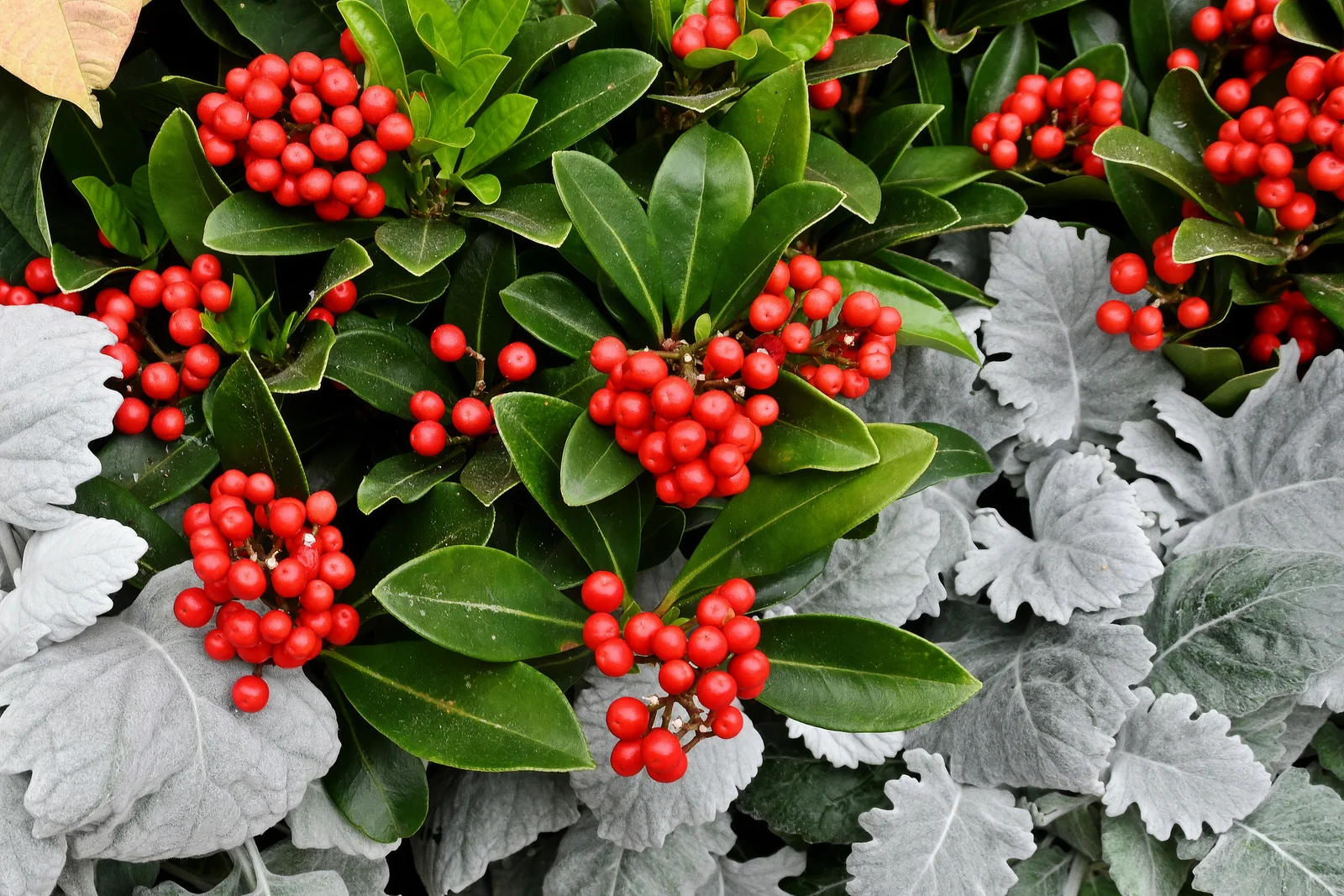 Skimmia japonica with Jacobaea maritima