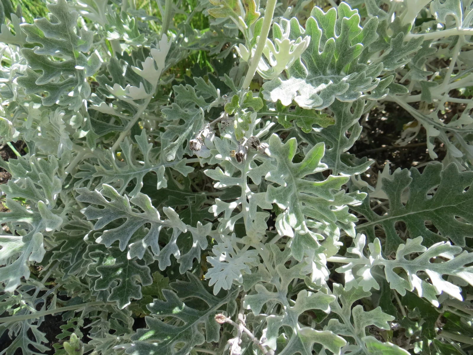 Jacobaea maritima leaf (18)