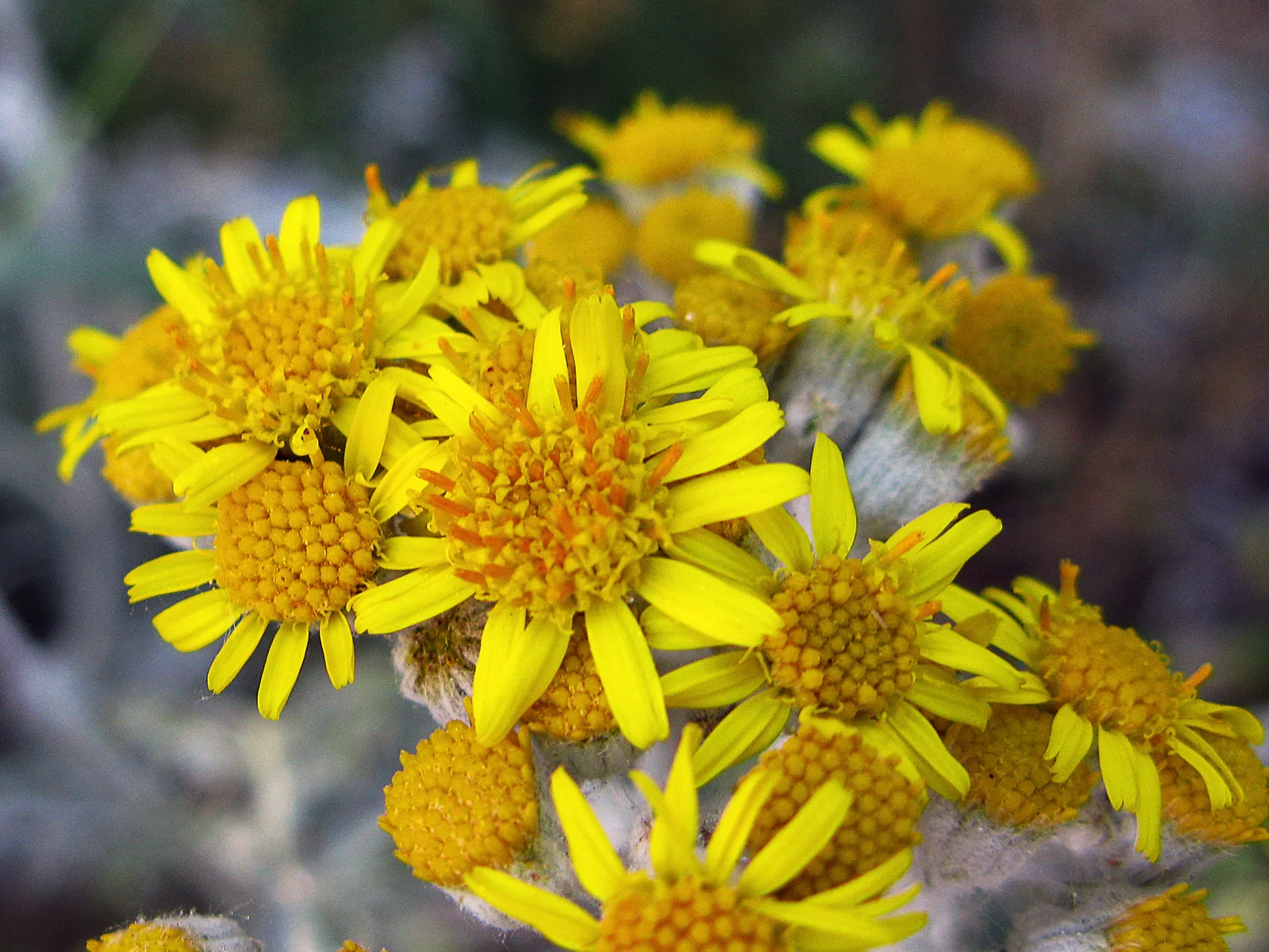 Cineraria - Jacobaea maritima (18126199614)