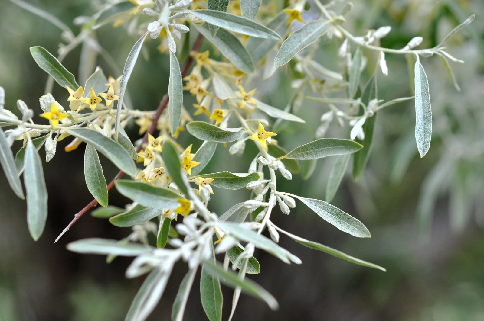 Elaeagnus angustifolia Oleaster, Russian Olive ფშატი