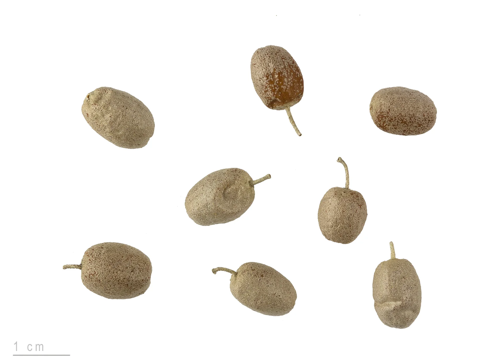 Elaeagnus angustifolia MHNT.BOT.2007.43.27