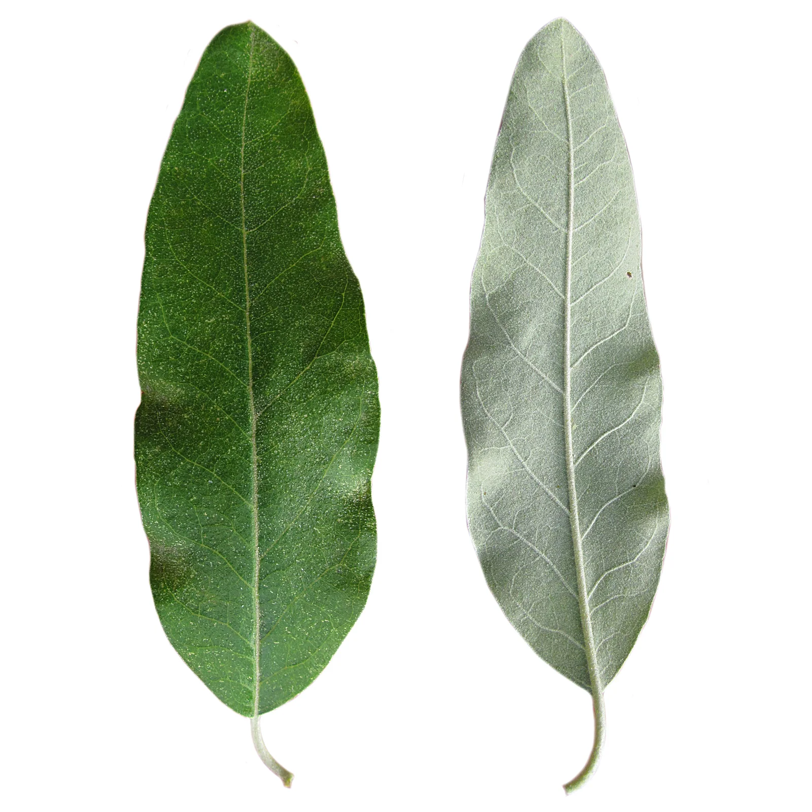 Elaeagnus angustifolia leaf