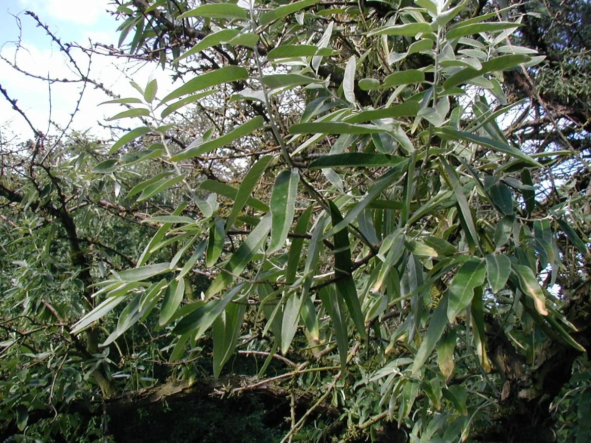 Elaeagnus-angustifolia-leaves