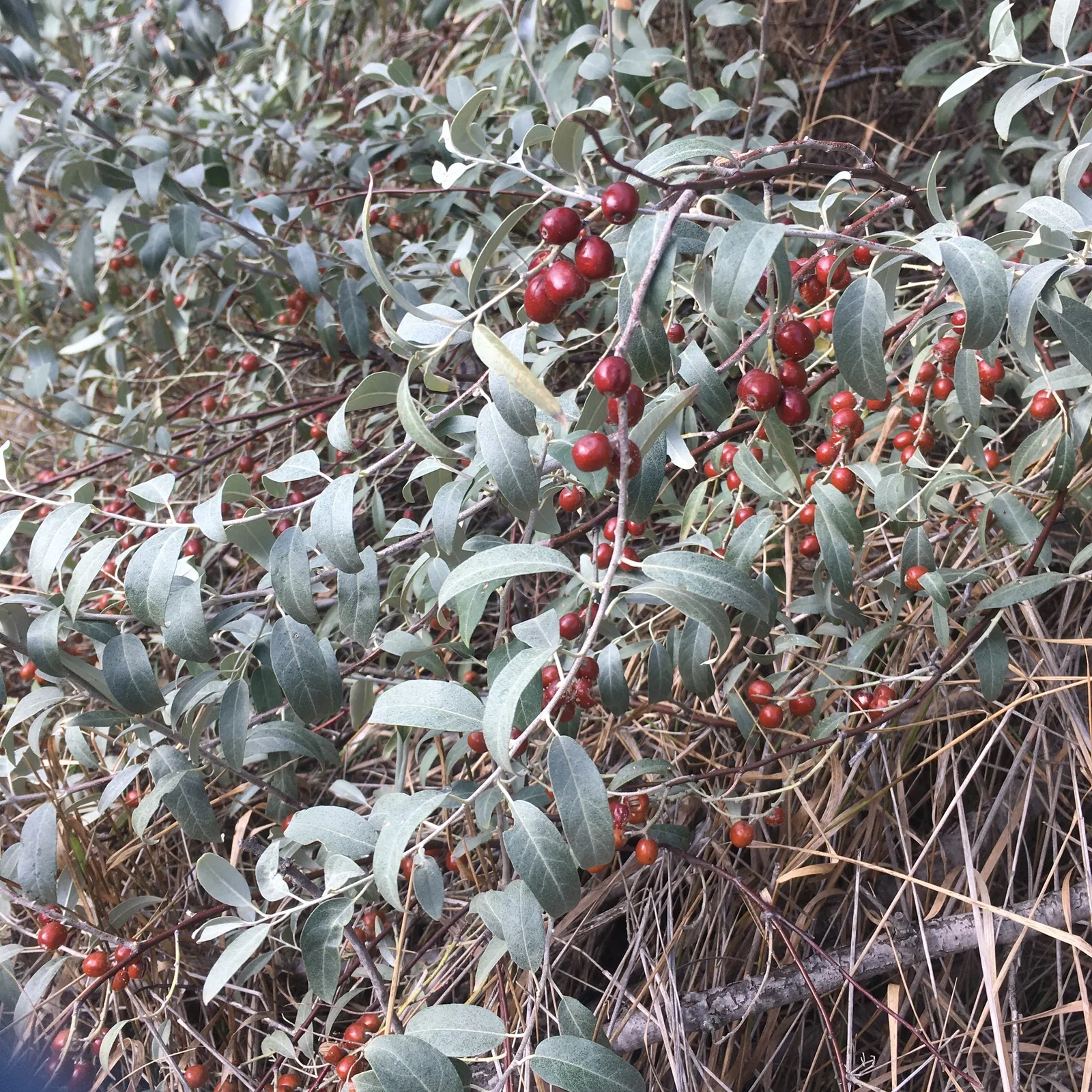 Elaeagnus angustifolia observation 62197318