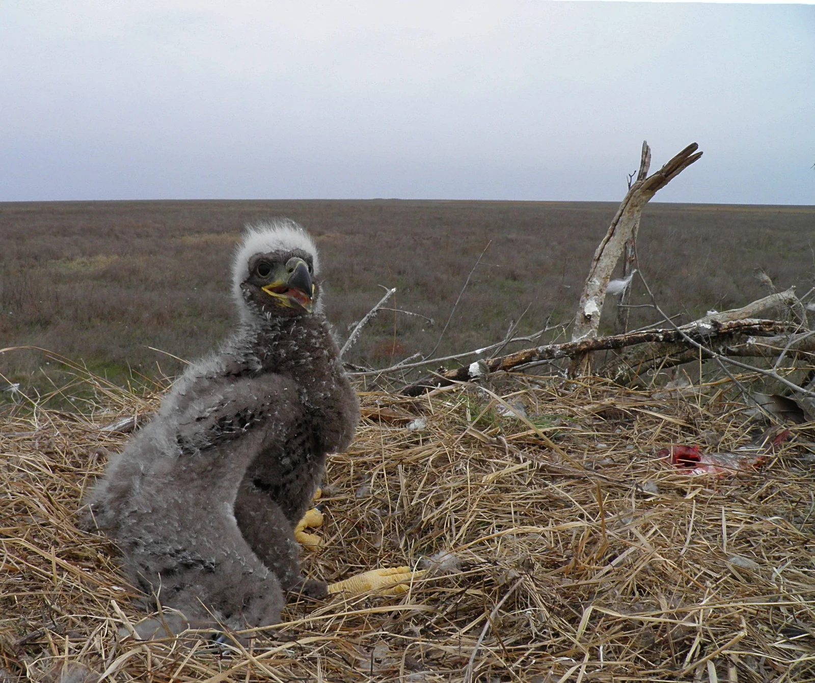 Haliaeetus-albicilla