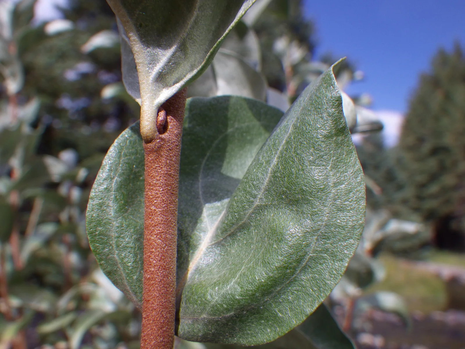 Elaeagnus commutata (7978584677)