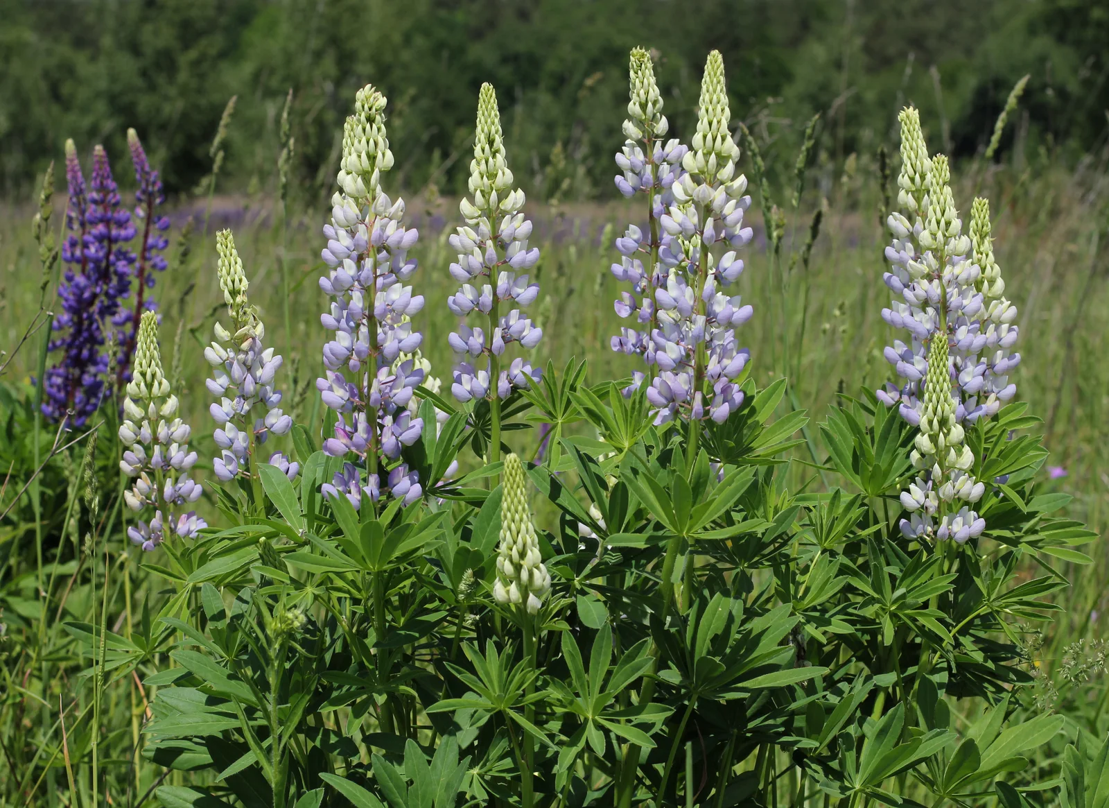 Lupinus polyphyllus UA 2015 G5
