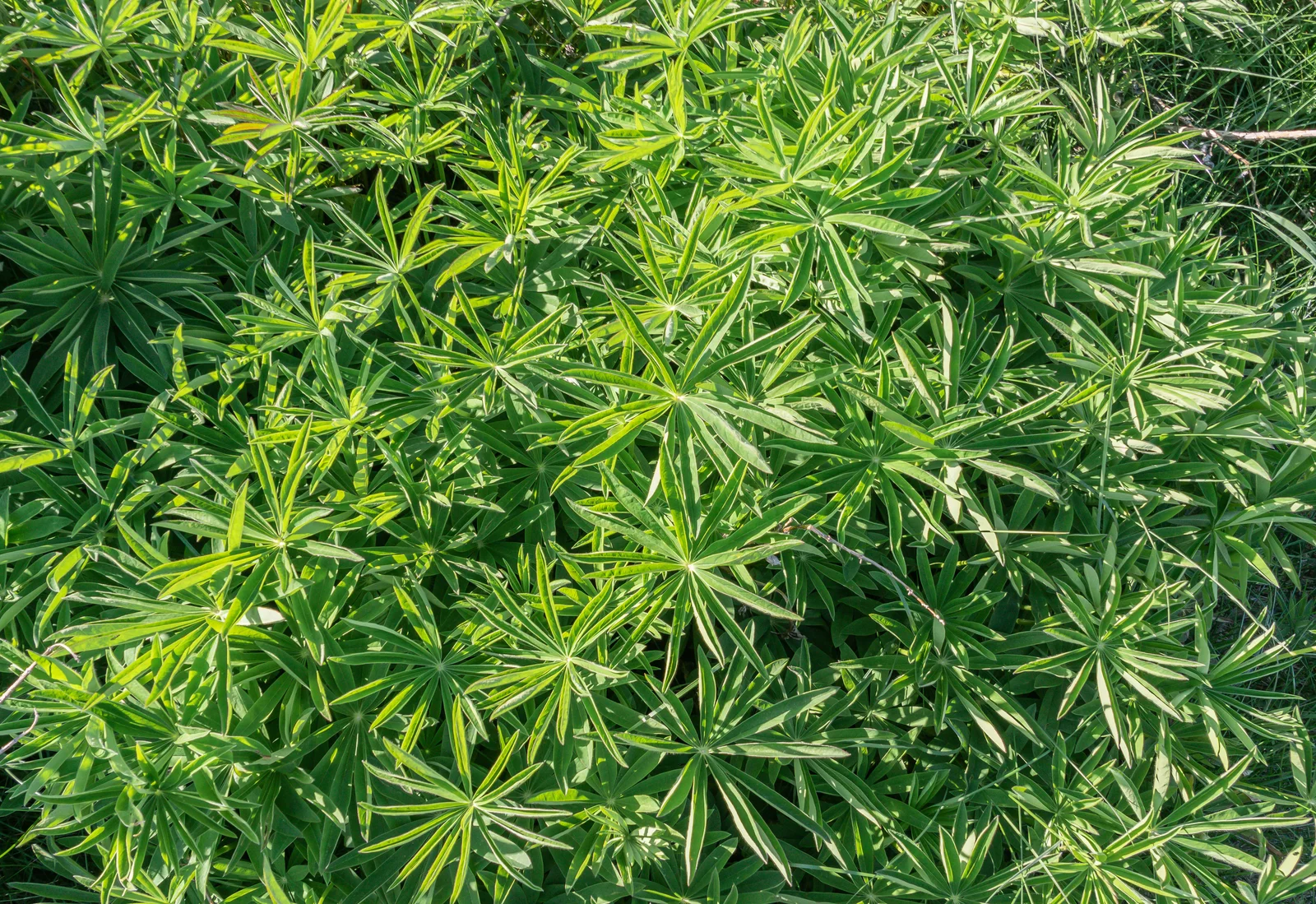 Lupinus polyphyllus in Canterbury Region 10
