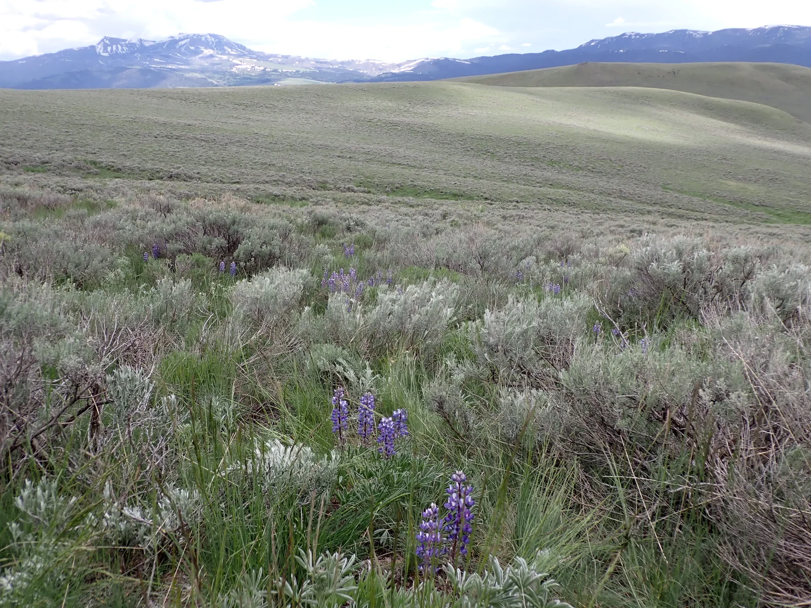 Lupinus polyphyllus var. humicola - Wyeth lupine 2
