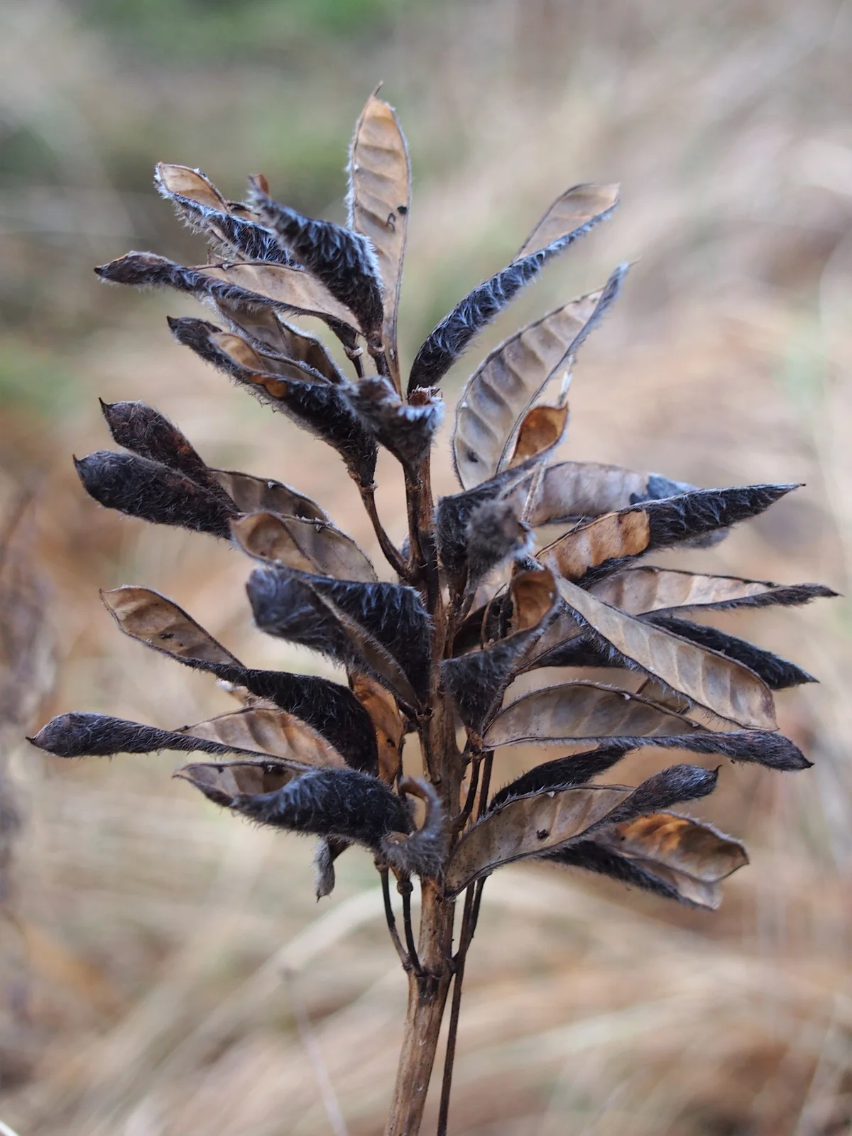 Lupinus polyphyllus Łubin trwały 2020-12-30 02
