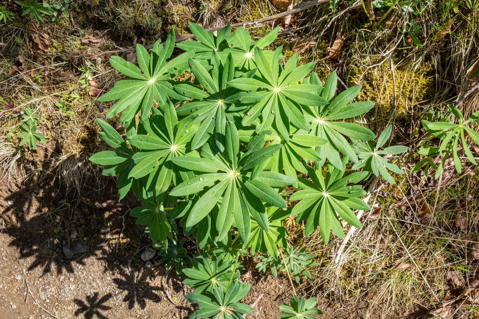 Lupinus polyphyllus am Gipfel des Zeilbergs (2)