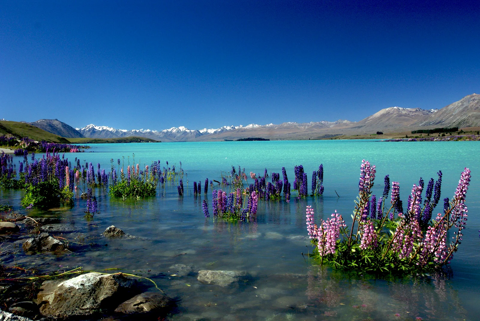 Russell Lupins in Lake Tekapo.NZ (10339185584)
