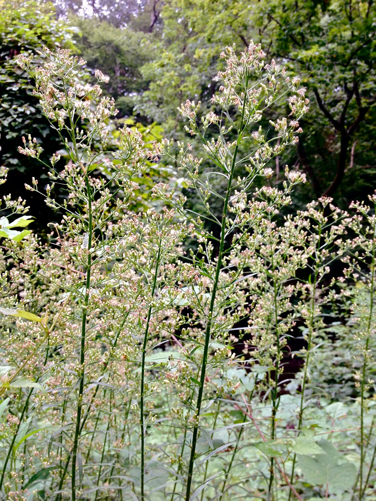 Conyza canadensis - Canadian horseweed
