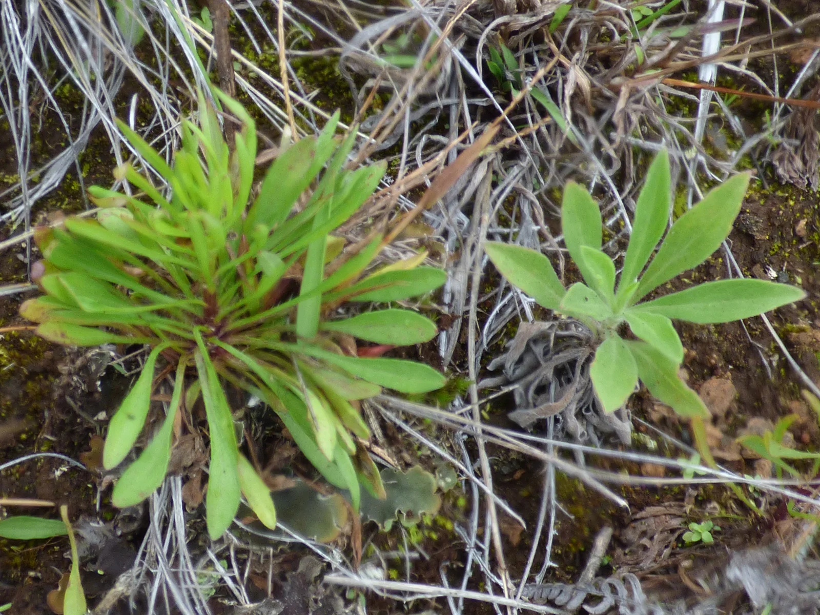 Starr-180326-0321-Conyza canadensis var pusilla-on left and Conyza bonariensis on right rosettes-Kahikinui-Maui (27368147508)