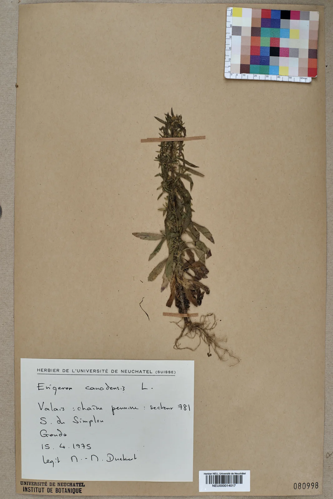 Neuchâtel Herbarium - Erigeron canadensis - NEU000014017