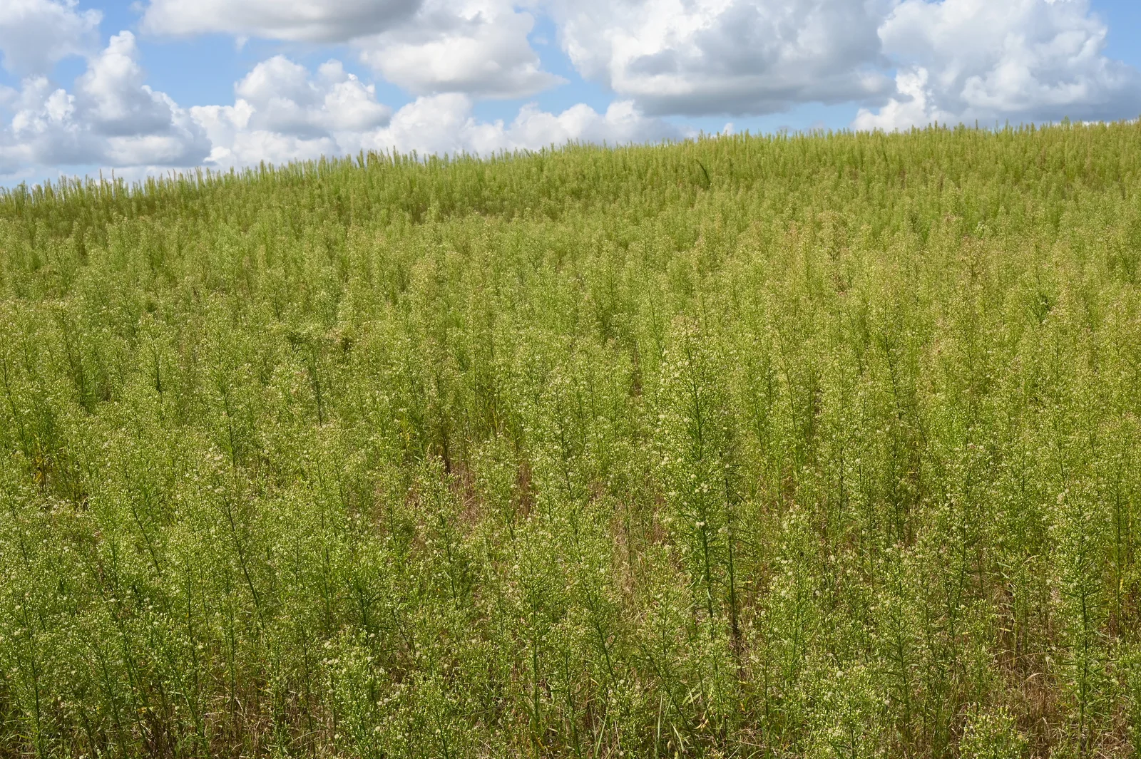 Erigeron canadensis kz25