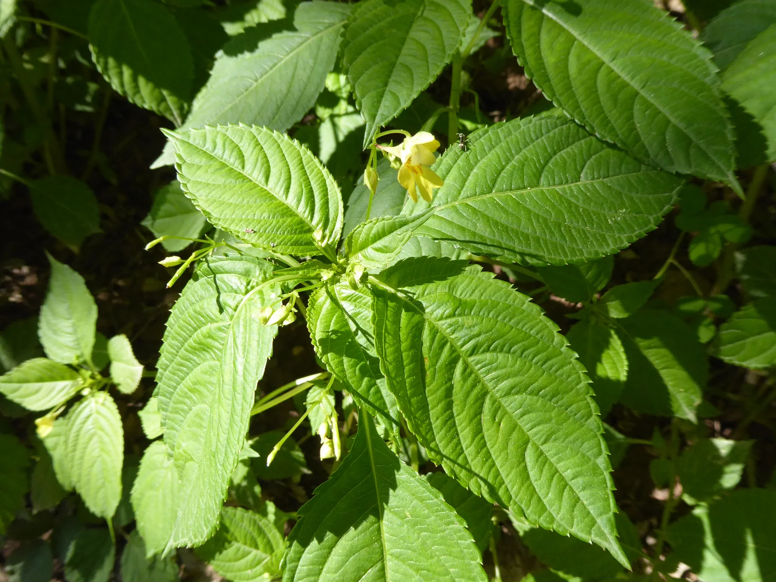 Impatiens parviflora Paludi 02