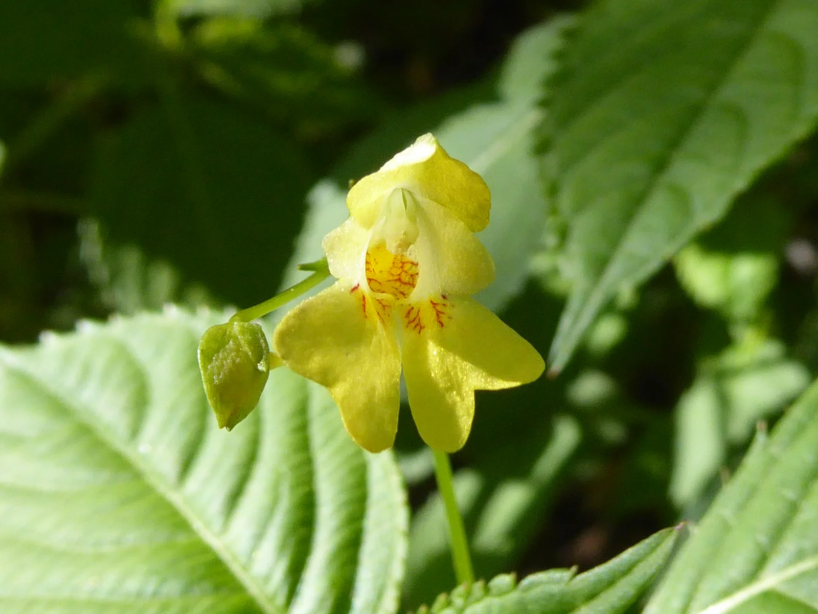 Impatiens parviflora Paludi 03