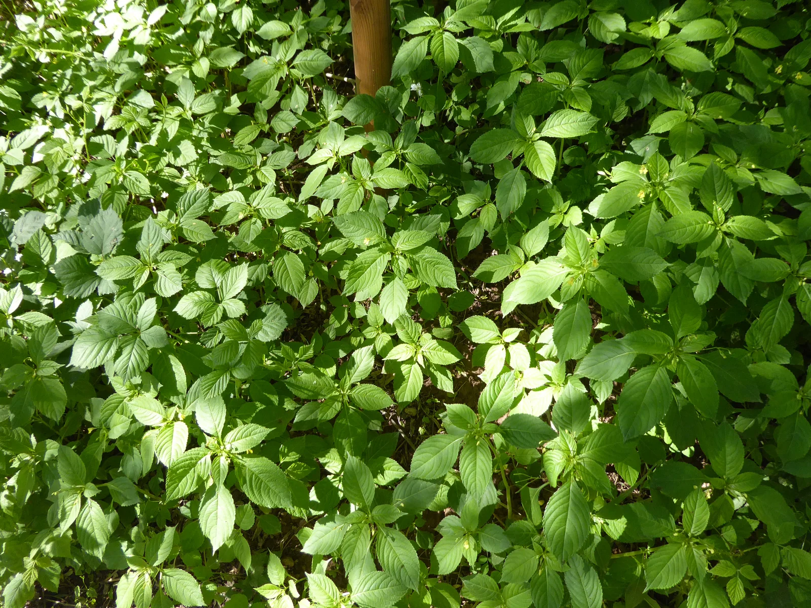 Impatiens parviflora Paludi 01