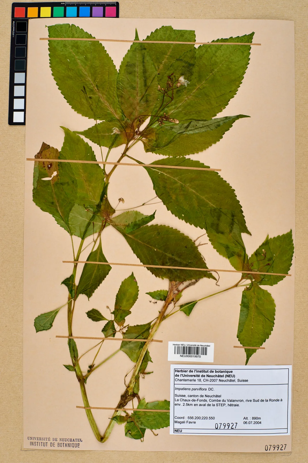 Neuchâtel Herbarium - Impatiens parviflora - NEU000019970