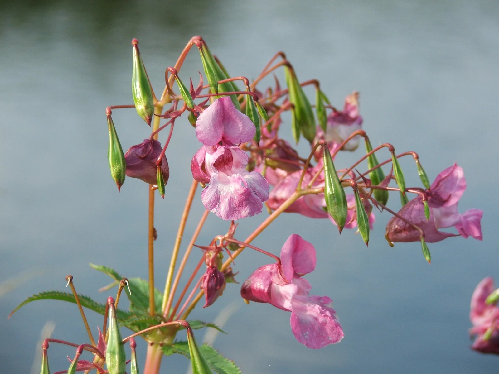 Impatiens glandulifera 01