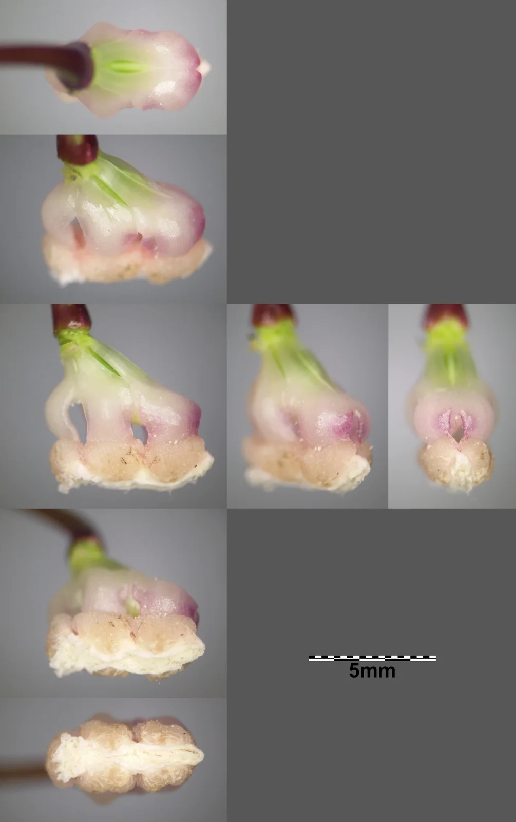 Impatiens glandulifera sl19