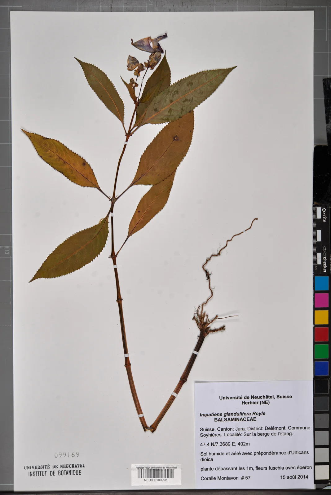 Neuchâtel Herbarium - Impatiens glandulifera - NEU000100992