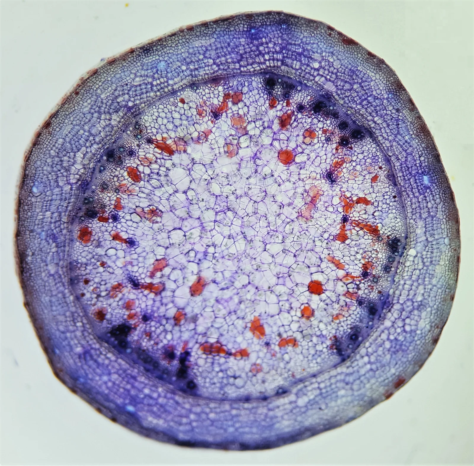 Impatiens glandulifera young stem cross-section