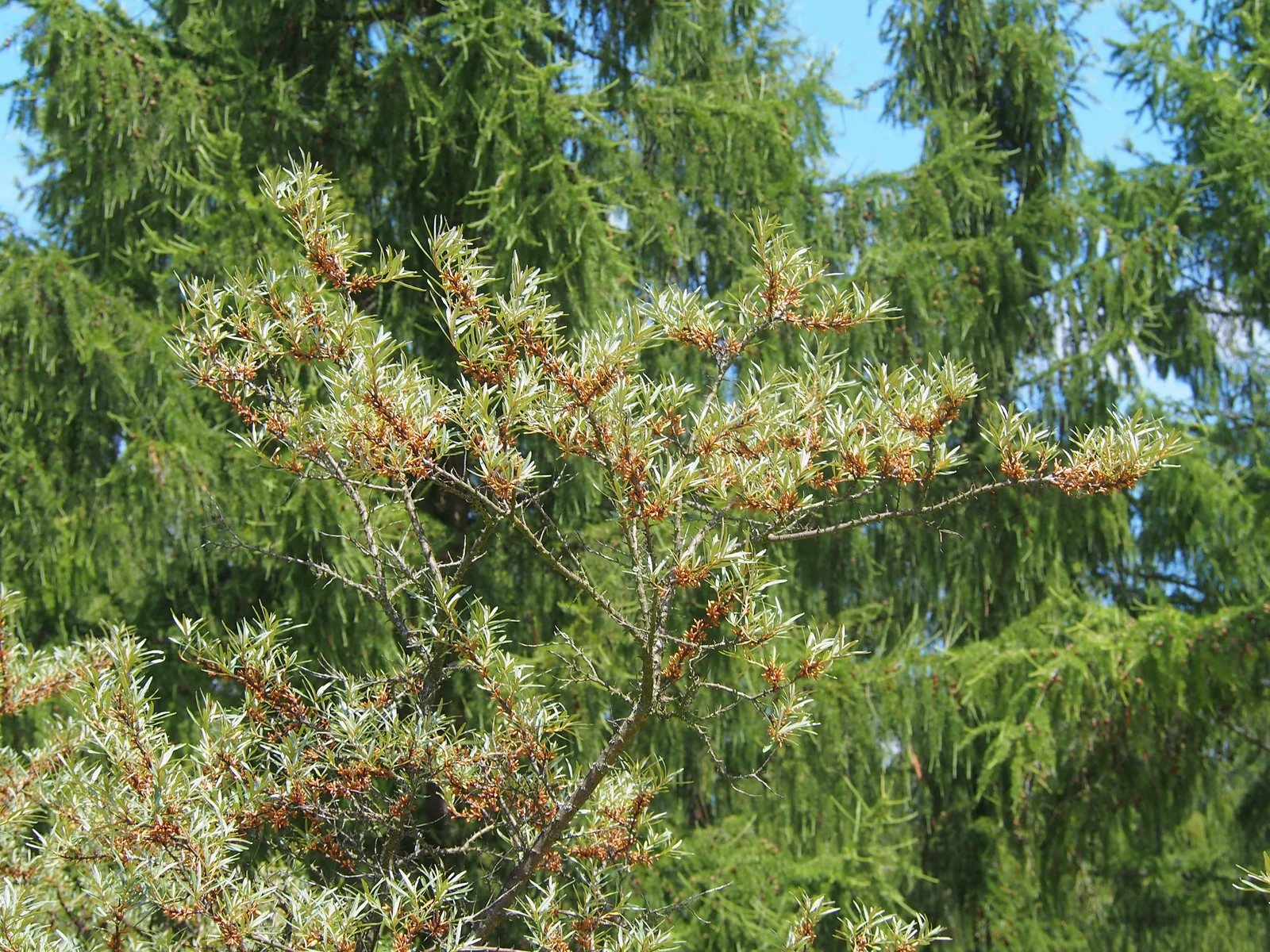 Hippophae rhamnoides Rokitnik zwyczajny 2023-06-25 05