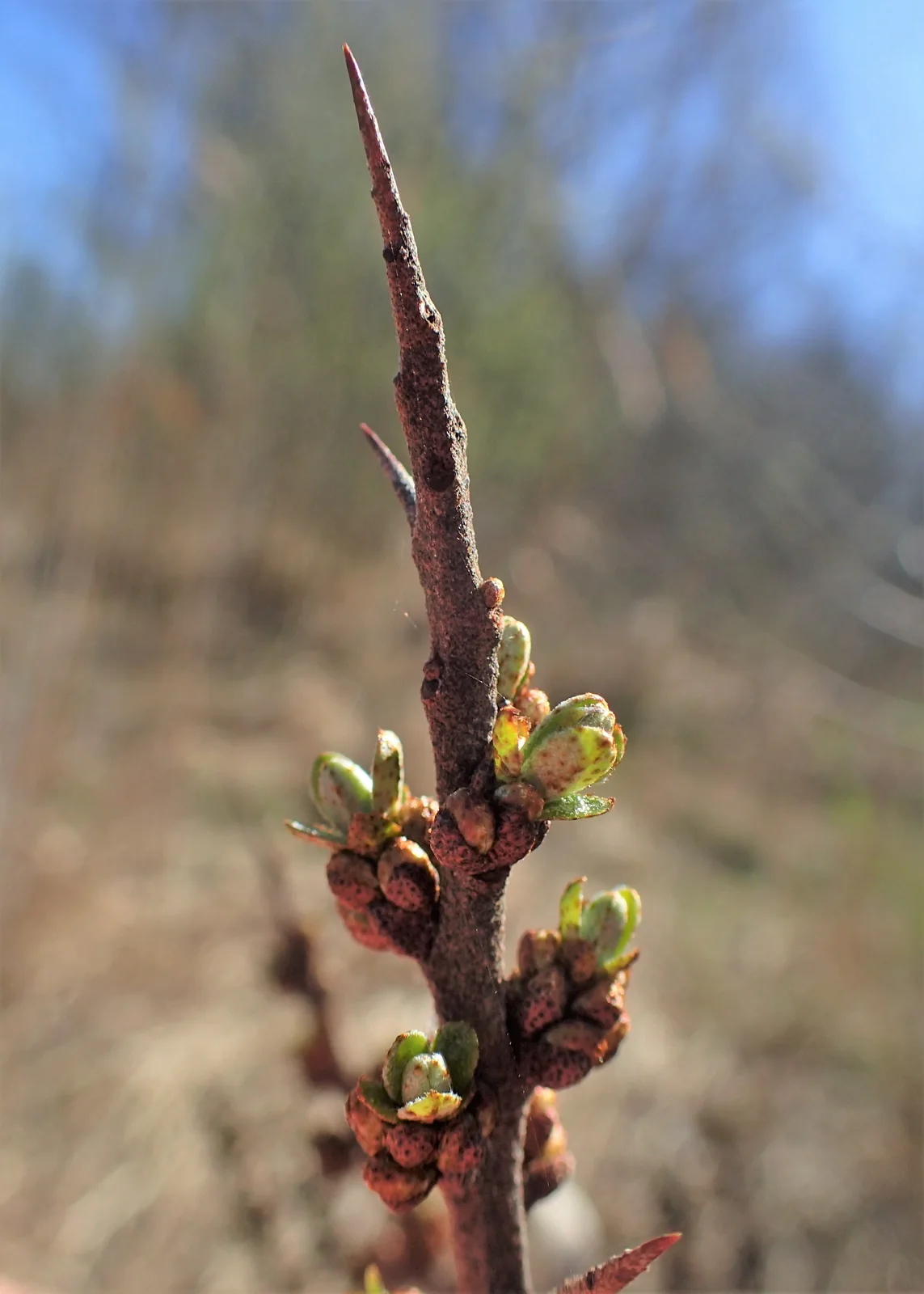 Hippophae rhamnoides kz06