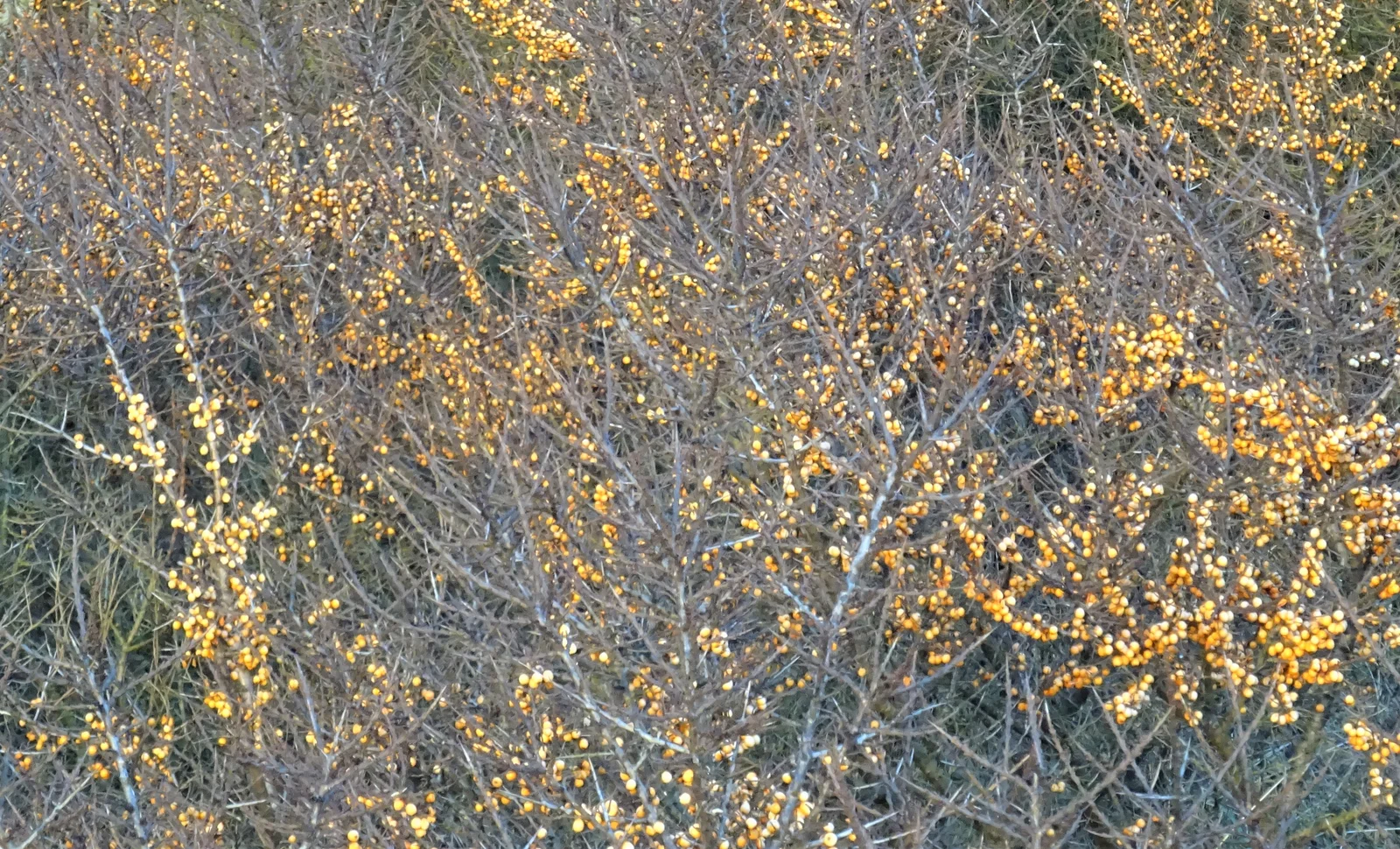 Sea buckthorn (Hippophae rhamnoides) at Troon Beach, North Ayrshire