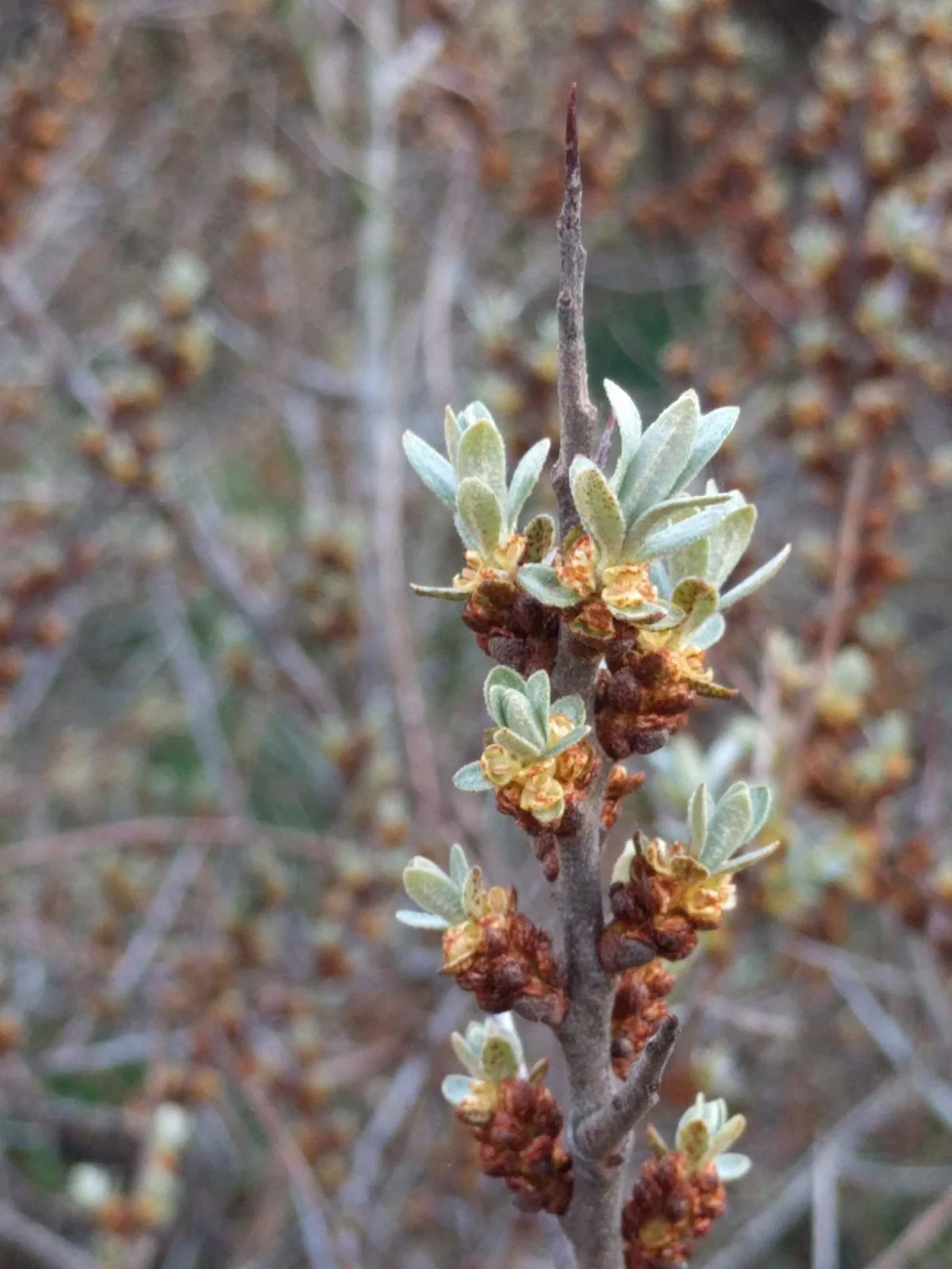 Hippophae rhamnoides 125044590