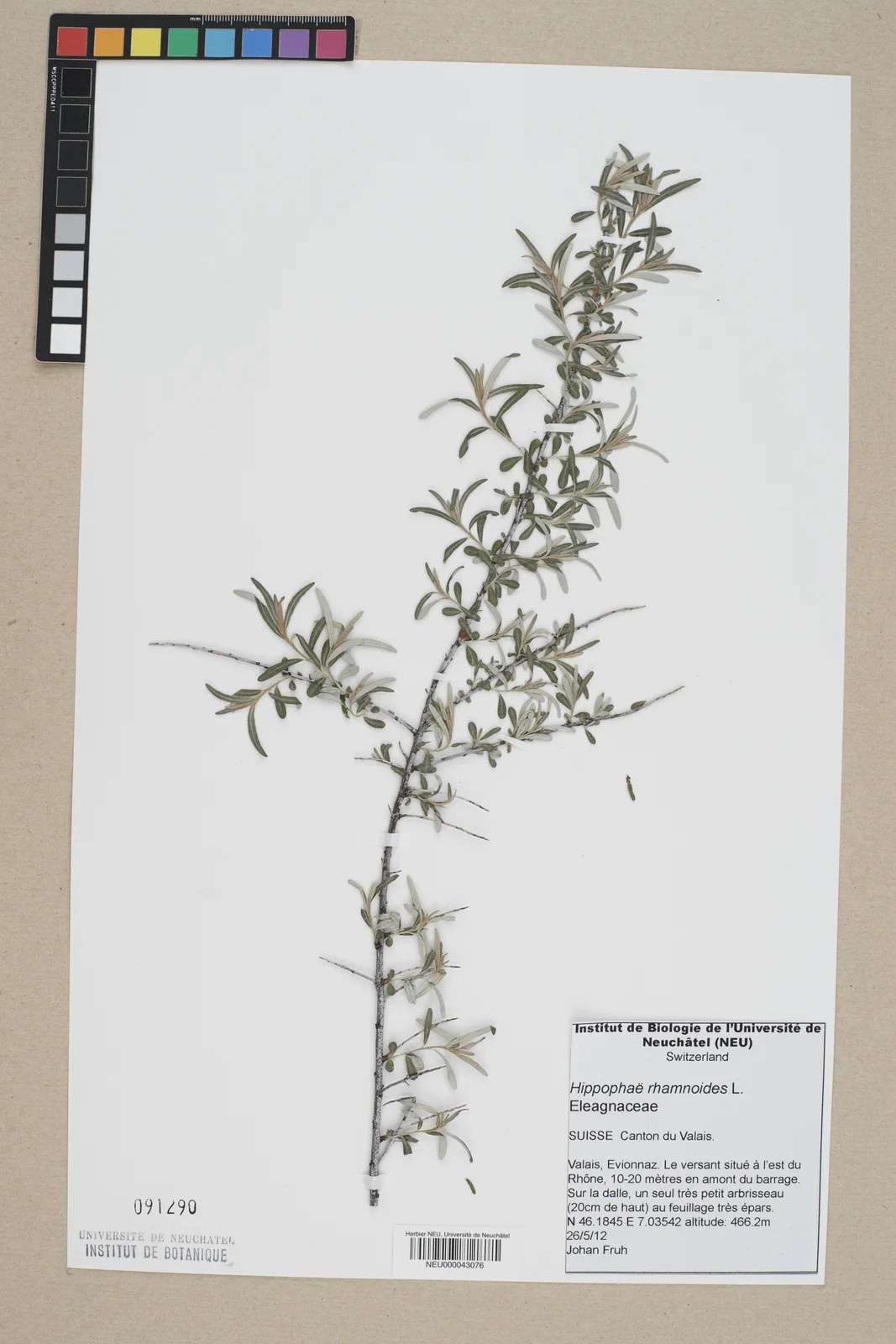 Neuchâtel Herbarium - Hippophae rhamnoides - NEU000043076