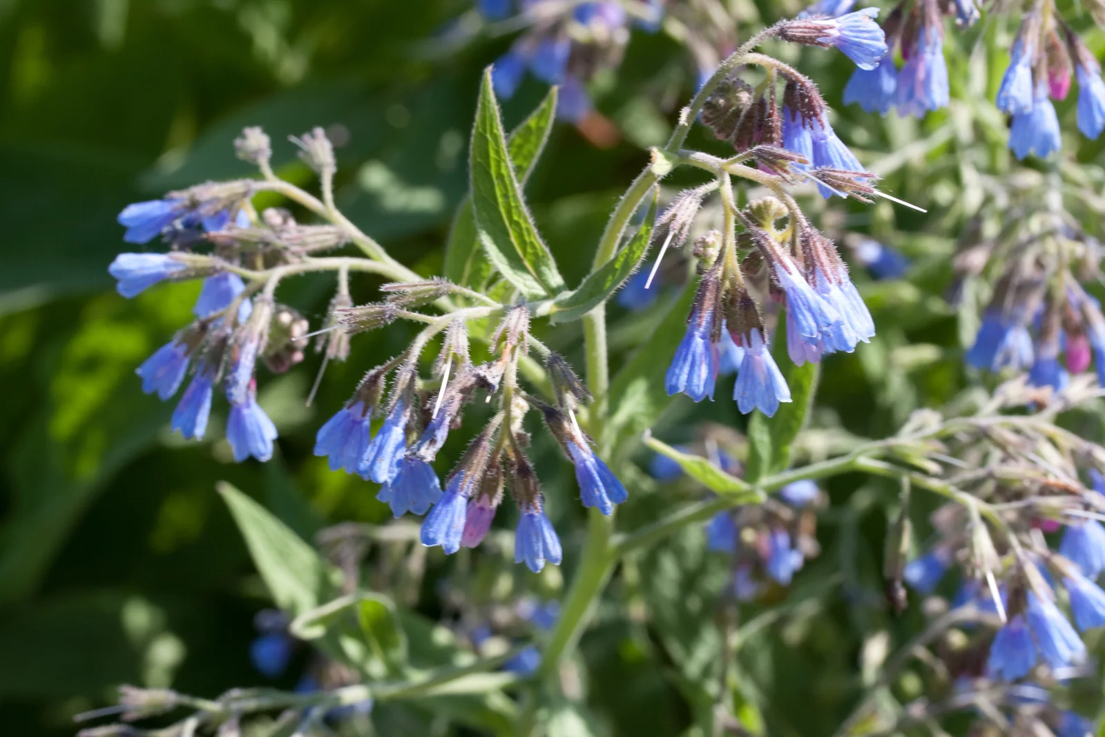 Symphytum caucasicum - Fleurs