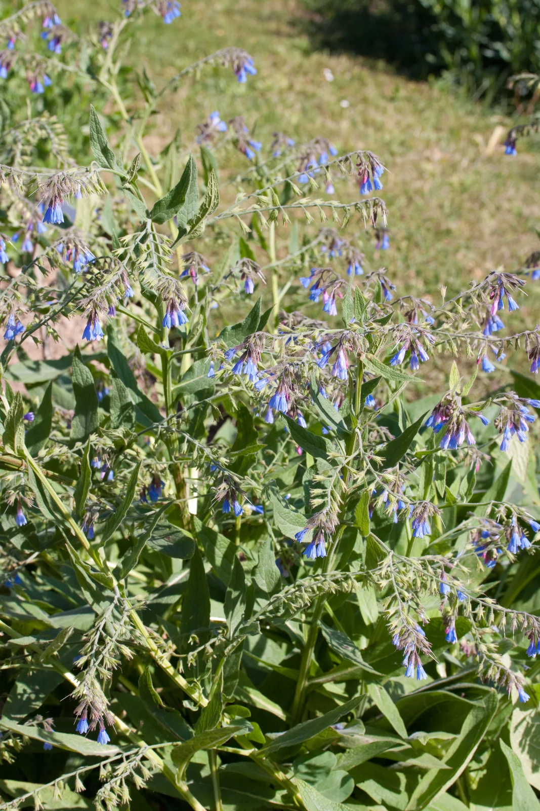 Symphytum caucasicum - Floraison