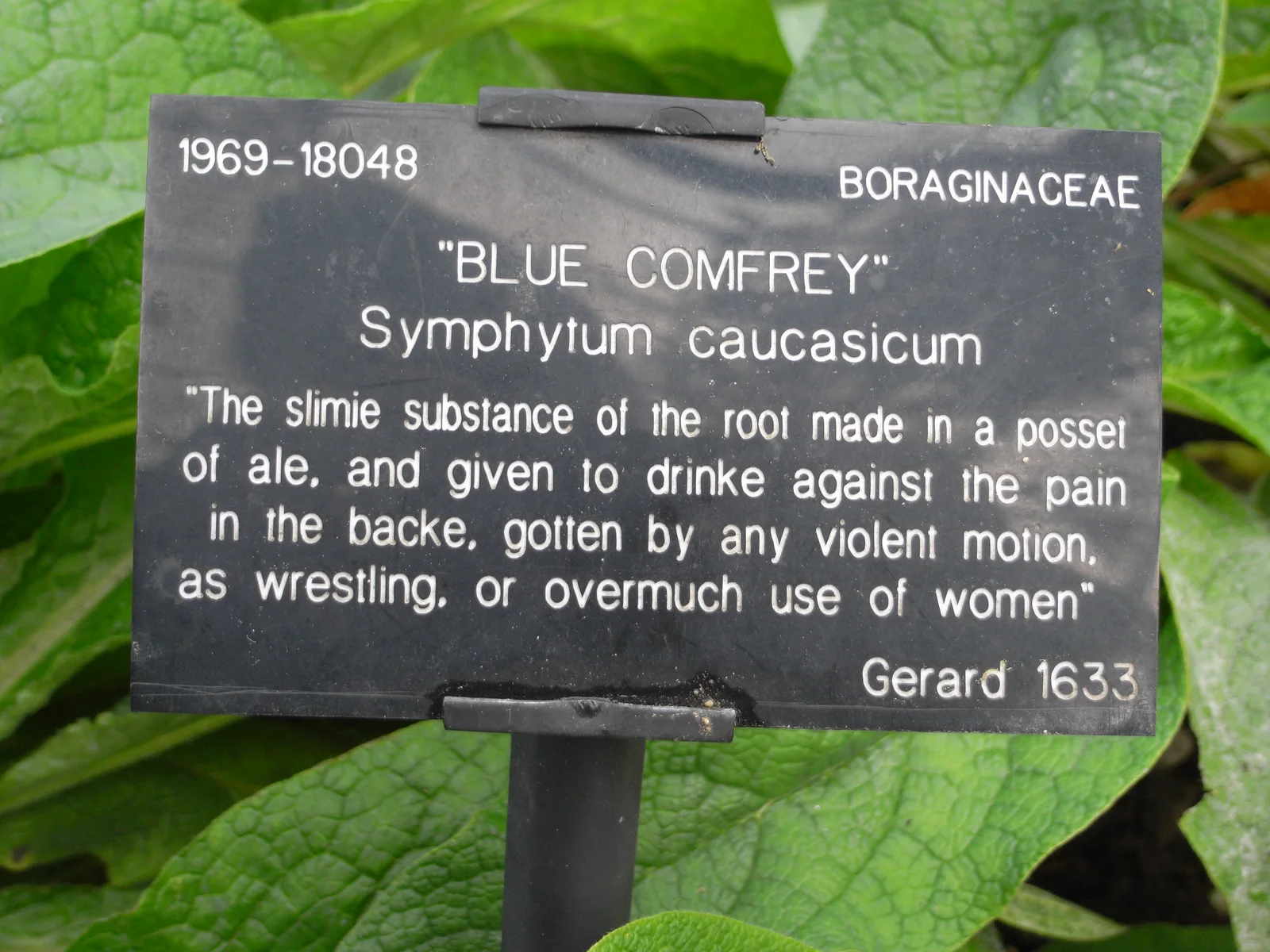 Comfrey 8815