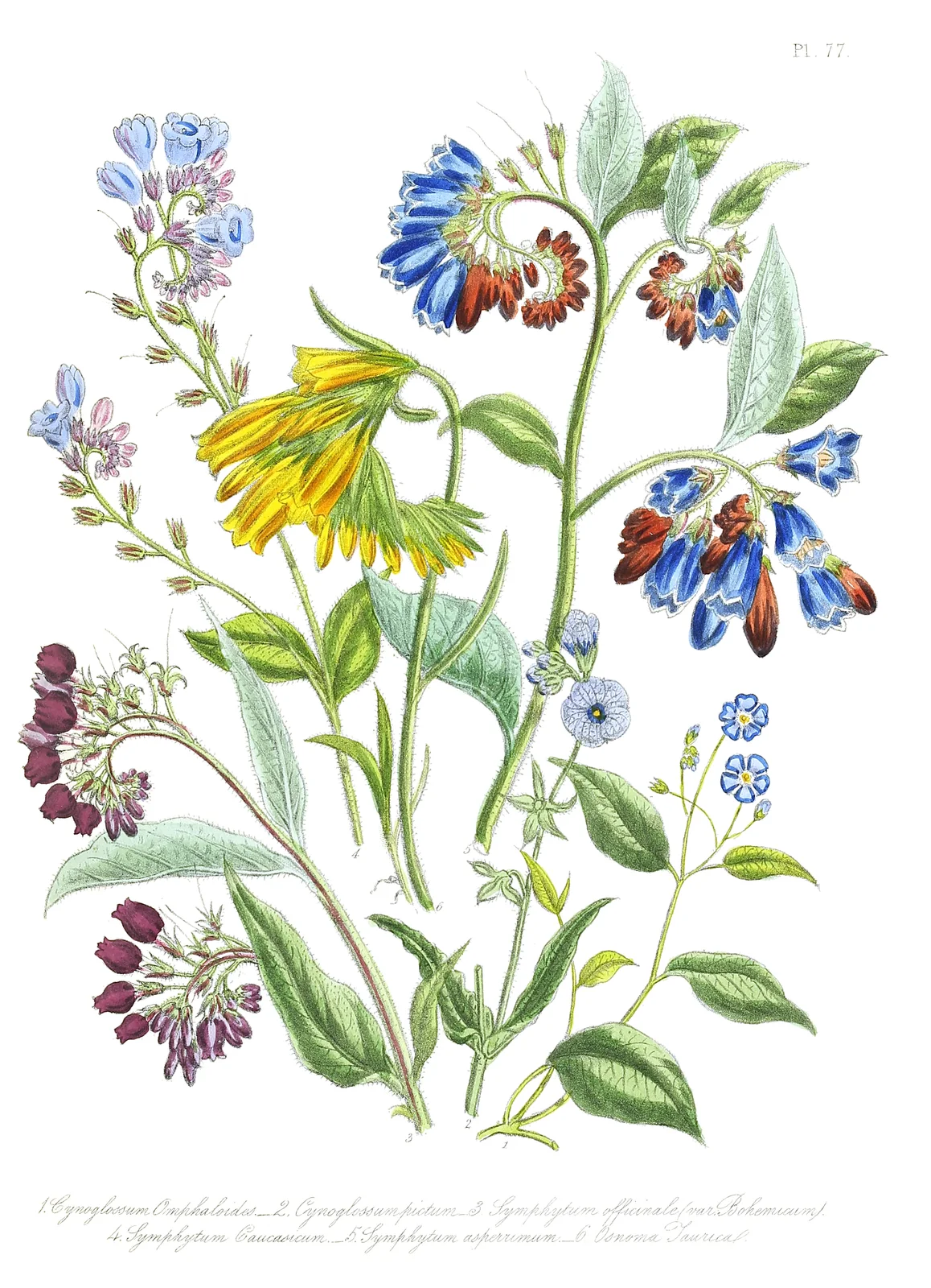 Loudon - Ladies' Flower-Garden of Ornamental Perennials - pl. 77
